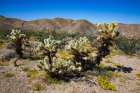 Springtime in Fargo Canyon, California Art Print